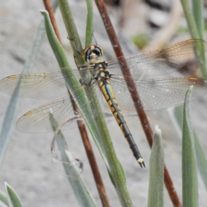 Hemicordulia tau at ANBG - 23 Oct 2023 10:52 AM