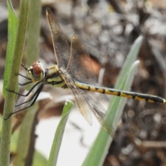 Hemicordulia tau at ANBG - 23 Oct 2023 10:52 AM