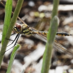 Hemicordulia tau at ANBG - 23 Oct 2023 10:52 AM