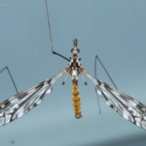 Ischnotoma (Ischnotoma) eburnea at Ainslie, ACT - 21 Oct 2023 10:22 PM