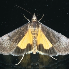 Uresiphita ornithopteralis at Ainslie, ACT - 21 Oct 2023 10:56 PM