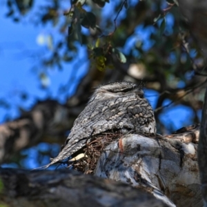 Podargus strigoides at Gowrie, ACT - 23 Oct 2023