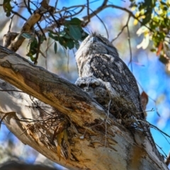 Podargus strigoides at Gowrie, ACT - 23 Oct 2023