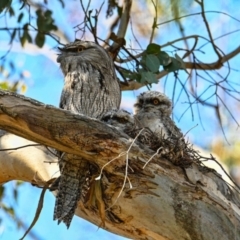 Podargus strigoides at Gowrie, ACT - 23 Oct 2023