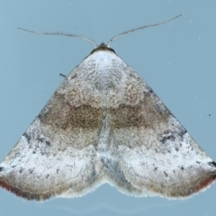 Mataeomera mesotaenia (Large Scale Moth) at Ainslie, ACT - 21 Oct 2023 by jb2602