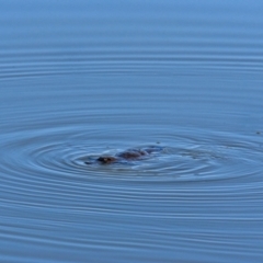 Ornithorhynchus anatinus (Platypus) at Paddys River, ACT - 6 Sep 2023 by Daniiiel