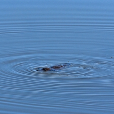 Ornithorhynchus anatinus (Platypus) at Point Hut to Tharwa - 7 Sep 2023 by Daniiiel