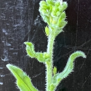 Cynoglossum australe at Higgins, ACT - 23 Oct 2023