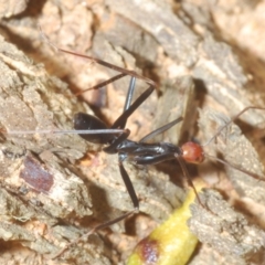 Leptomyrmex erythrocephalus (Spider ant) at Rendezvous Creek, ACT - 22 Oct 2023 by Harrisi