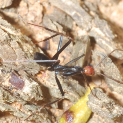 Leptomyrmex erythrocephalus (Spider ant) at Rendezvous Creek, ACT - 22 Oct 2023 by Harrisi