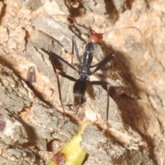 Leptomyrmex erythrocephalus at Rendezvous Creek, ACT - 22 Oct 2023 04:55 PM