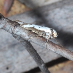 Philobota lysizona at Rendezvous Creek, ACT - 22 Oct 2023