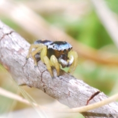 Maratus hesperus ("Venus" Peacock Spider) at Rendezvous Creek, ACT - 22 Oct 2023 by Harrisi