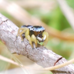 Maratus hesperus at Rendezvous Creek, ACT - 22 Oct 2023 02:43 PM