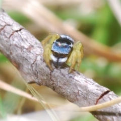 Maratus hesperus at Rendezvous Creek, ACT - 22 Oct 2023 02:43 PM