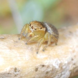 Maratus hesperus at Rendezvous Creek, ACT - 22 Oct 2023