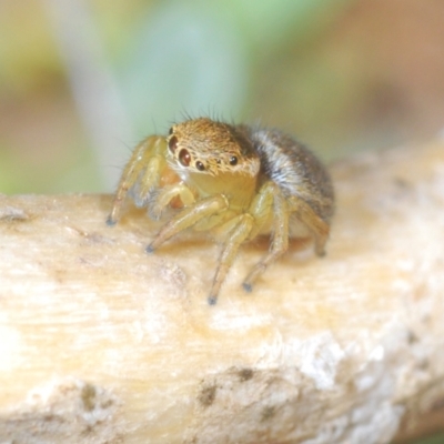 Maratus hesperus ("Venus" Peacock Spider) at Rendezvous Creek, ACT - 22 Oct 2023 by Harrisi