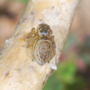 Maratus hesperus at Rendezvous Creek, ACT - 22 Oct 2023