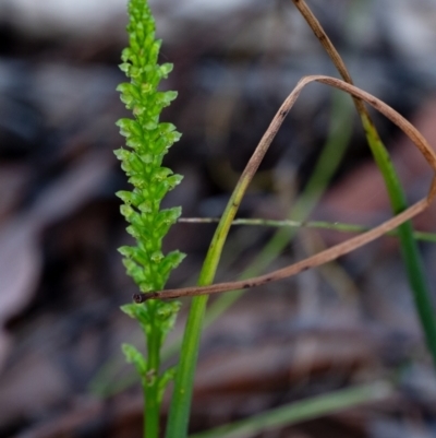 Unidentified Orchid at Penrose, NSW - 23 Oct 2023 by Aussiegall