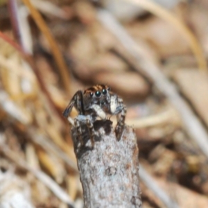 Maratus chrysomelas at Namadgi National Park - 22 Oct 2023