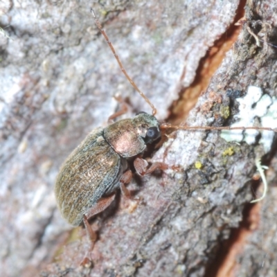 Edusella lineata (Leaf beetle) at Rendezvous Creek, ACT - 22 Oct 2023 by Harrisi