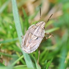 Unidentified Shield, Stink or Jewel Bug (Pentatomoidea) at Rendezvous Creek, ACT - 22 Oct 2023 by Harrisi