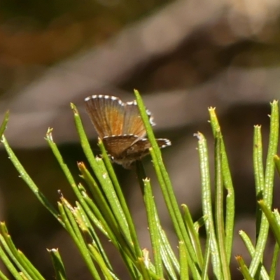 Neolucia agricola (Fringed Heath-blue) at Colo Vale, NSW - 20 Oct 2023 by Curiosity