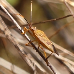 Poecilometis strigatus (Gum Tree Shield Bug) at Colo Vale, NSW - 20 Oct 2023 by Curiosity