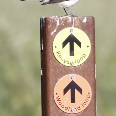 Rhipidura leucophrys (Willie Wagtail) at Fyshwick, ACT - 21 Oct 2023 by JimL