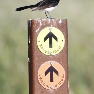 Rhipidura leucophrys at Fyshwick, ACT - 22 Oct 2023