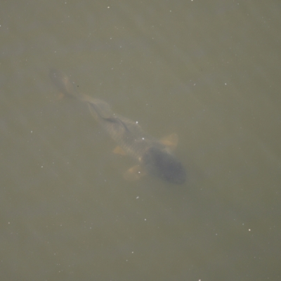 Cyprinus carpio (Common Carp) at Fyshwick, ACT - 21 Oct 2023 by JimL