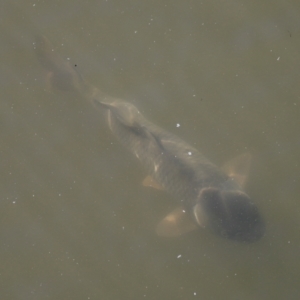 Cyprinus carpio at Fyshwick, ACT - 22 Oct 2023 09:36 AM