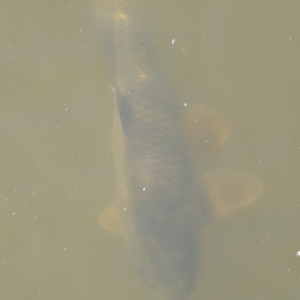 Cyprinus carpio at Fyshwick, ACT - 22 Oct 2023 09:36 AM