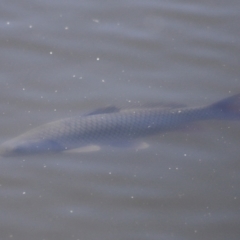 Cyprinus carpio at Fyshwick, ACT - 22 Oct 2023 09:36 AM