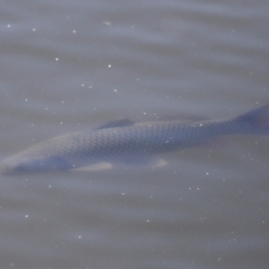 Cyprinus carpio at Fyshwick, ACT - 22 Oct 2023