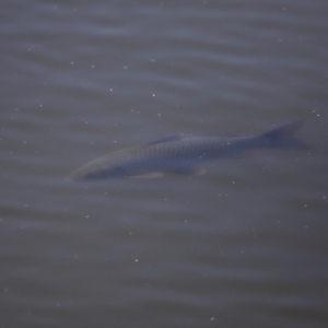 Cyprinus carpio at Fyshwick, ACT - 22 Oct 2023 09:36 AM