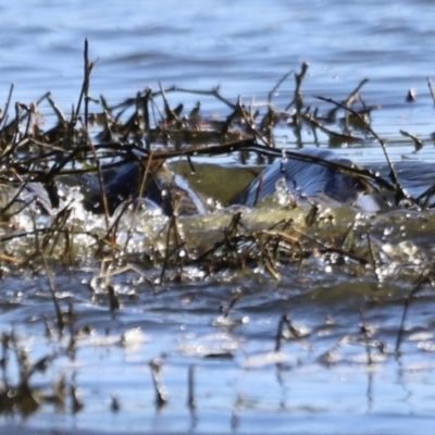 Cyprinus carpio (Common Carp) at Jerrabomberra Wetlands - 21 Oct 2023 by JimL