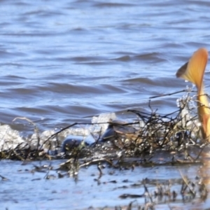 Cyprinus carpio at Fyshwick, ACT - 22 Oct 2023 09:00 AM