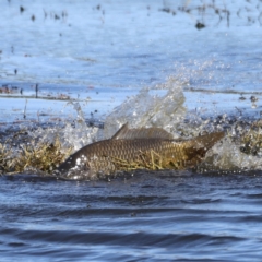 Cyprinus carpio at Fyshwick, ACT - 22 Oct 2023 09:00 AM