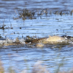 Cyprinus carpio at Fyshwick, ACT - 22 Oct 2023 09:00 AM