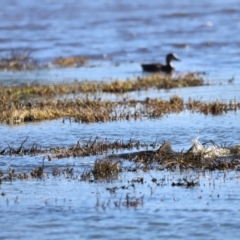 Cyprinus carpio at Fyshwick, ACT - 22 Oct 2023