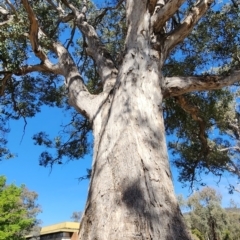 Eucalyptus polyanthemos subsp. polyanthemos (Red Box) at Acton, ACT - 23 Oct 2023 by Steve818
