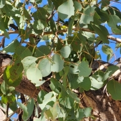 Eucalyptus polyanthemos subsp. polyanthemos at Acton, ACT - 24 Oct 2023 09:36 AM