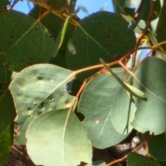 Eucalyptus polyanthemos subsp. polyanthemos at Acton, ACT - 24 Oct 2023 09:36 AM