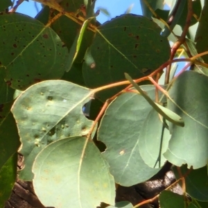 Eucalyptus polyanthemos subsp. polyanthemos at Acton, ACT - 24 Oct 2023 09:36 AM