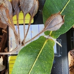 Angophora hispida (Dwarf Apple) at Acton, ACT - 24 Oct 2023 by Steve818