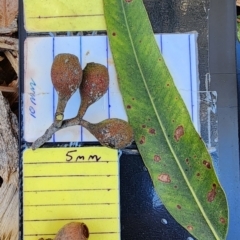 Corymbia citriodora (Lemon-scented gum) at Australian National University - 23 Oct 2023 by Steve818