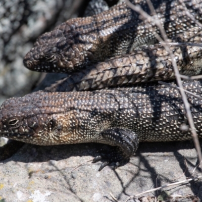 Egernia cunninghami (Cunningham's Skink) at Latham, ACT - 23 Oct 2023 by Untidy