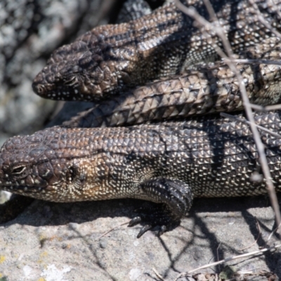 Egernia cunninghami (Cunningham's Skink) at Umbagong District Park - 23 Oct 2023 by Untidy