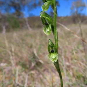 Hymenochilus bicolor (ACT) = Pterostylis bicolor (NSW) at Tuggeranong, ACT - suppressed